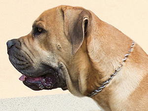 Boerboel Cheiron Ballotada Artie